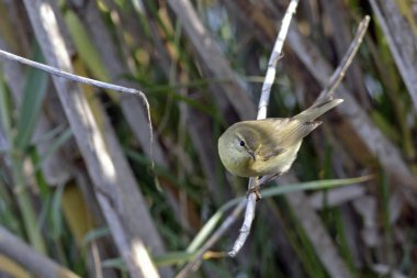 Willow Warbler (Phylloscopus trochilus), Yunanistan