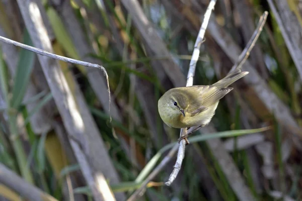 Willow Warbler Phylloscopus Trochilus Řecko — Stock fotografie