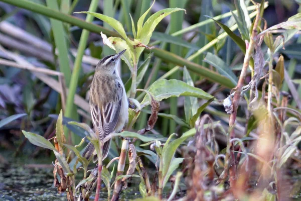 Schnurrbart Grasmücke Acrocephalus Melanopogon Griechenland — Stockfoto