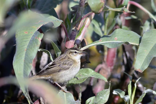 Очеретянка Лучна Acrocephalus Schoenobaenus Крит — стокове фото