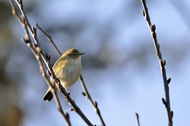 Çıvgın (Phylloscopus collybita), Yunanistan