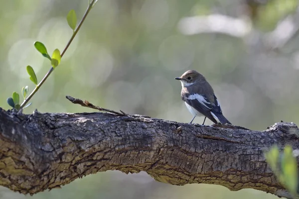 Avrupa Pied Flycatcher (Ficedula hypoleuca), Girit 
