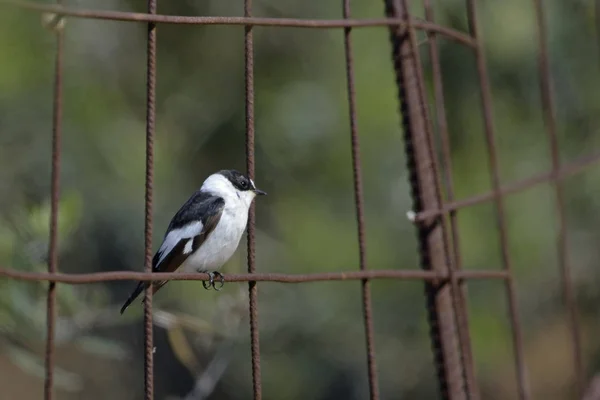 Collared Flycatcher Ficedula Albicollis Κρήτης — Φωτογραφία Αρχείου