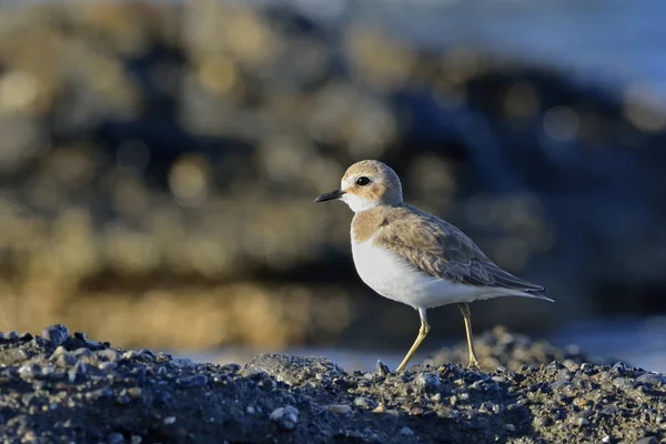 Gran Chorlito Arena Charadrius Leschenaultii Grecia —  Fotos de Stock