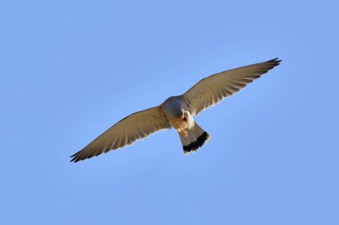 Küçük kerkenez (Falco naumanni), Yunanistan