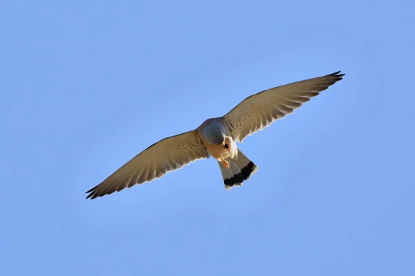 Lesser Kestrels Falco Naumanni Grécia — Fotografia de Stock
