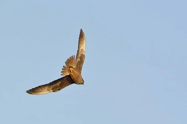 Falco Eleonorae Halcón Eleonora Grecia — Foto de Stock