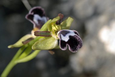 Orkide Ophrys fleischmannii, Crete 