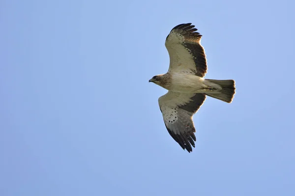 Aigle Botté Aquila Pennata Grèce — Photo