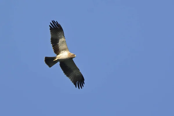 Águila Arranque Aquila Pennata Grecia — Foto de Stock