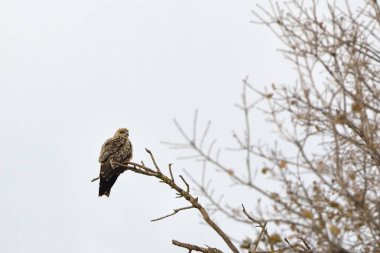 Kara çaylak (Milvus migrans), Yunanistan