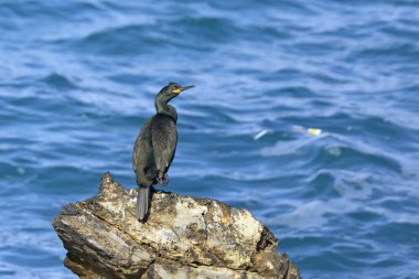 Tepeli karabatak veya ortak Tepeli karabatak (Phalacrocorax aristotelis), Crete 