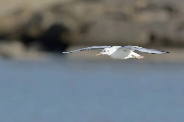 Slender Billed Gull Chroicocephalus Genei Kreta — Stockfoto