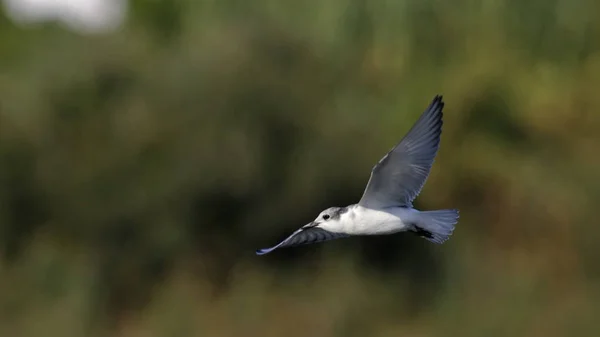 Morrhår Tärna Chlidonias Hybridus Crete — Stockfoto