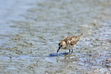 Küçük kuşu (Calidris minuta), Crete, Yunanistan