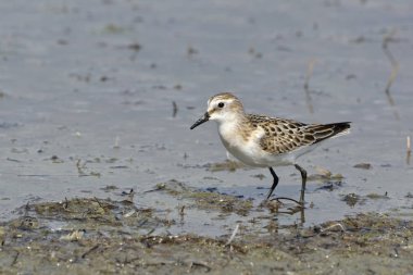 Küçük kuşu (Calidris minuta), Crete, Yunanistan