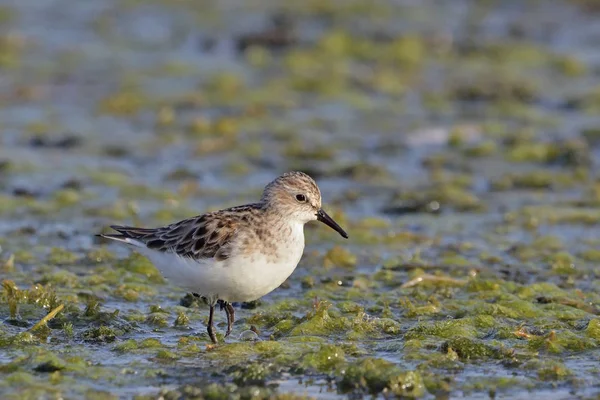 Kleine Strandloper Calidris Minuta Kreta Griekenland — Stockfoto