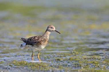 Ruff (Philomachus pugnax), Yunanistan