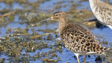 Ruff (Philomachus pugnax), Yunanistan
