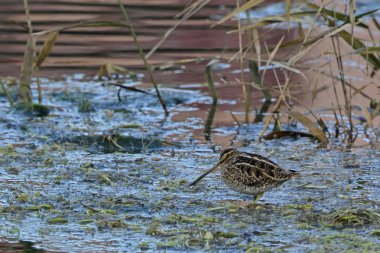 Ortak Snipe - Gallinago gallinago, Girit 