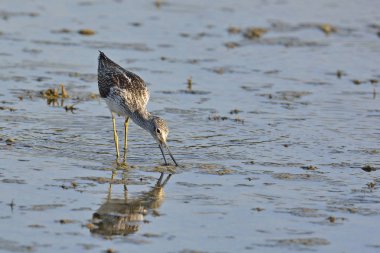 Ortak Greenshank (Tringa nebularia), Yunanistan