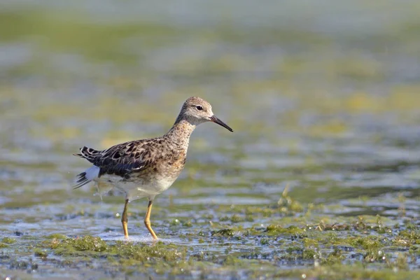 ギリシャのRuff Philomachus Pugnax — ストック写真