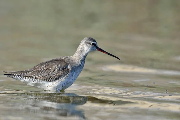 Плямистий Redshank Tringa Erythropus Крит — стокове фото