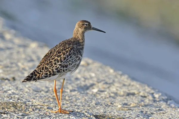 Ruff Philomachus Pugnax Grèce — Photo