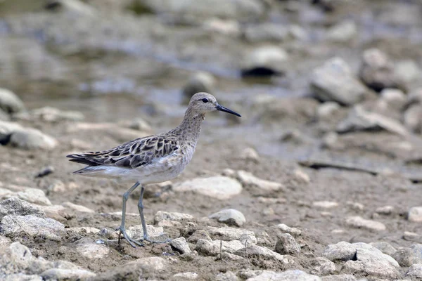 Ruff Philomachus Pugnax Griekenland — Stockfoto