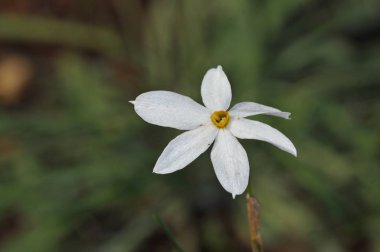 Nergis serotinus, Crete çiçek 