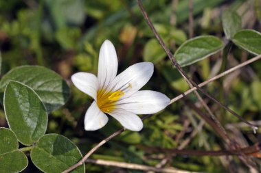 Romulea bulbokodyumu ayrıca crocus-left Romulea veya violet romulea olarak da bilinir.
