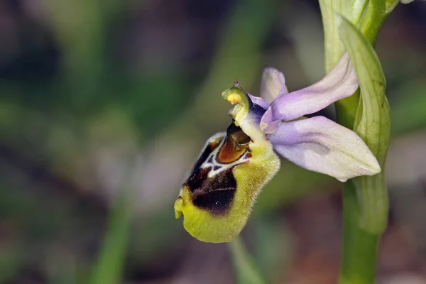 Orchid Ophrys Tenthredinifera Crete — Stock Photo, Image