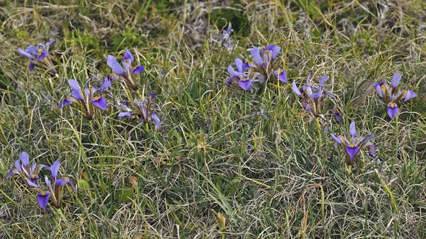 Iris Cretensis Endémica Creta — Foto de Stock