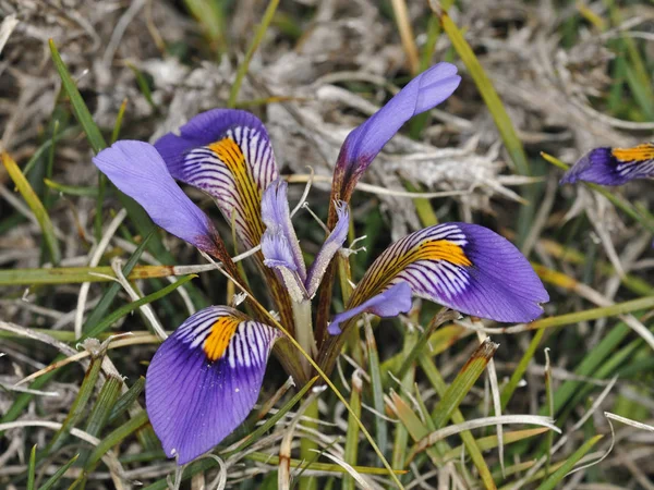 Iris Cretensis Endemica Creta — Foto Stock