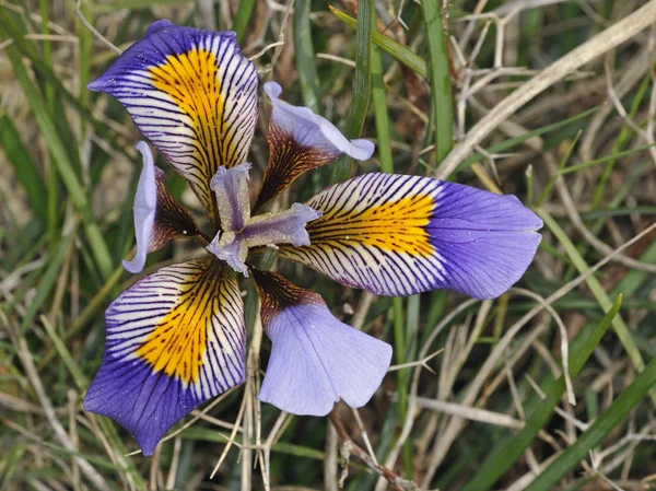 Iris Cretensis Endémica Creta — Foto de Stock
