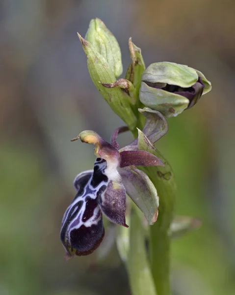 Ophrys Ariadne Crete Greece — Stock Photo, Image