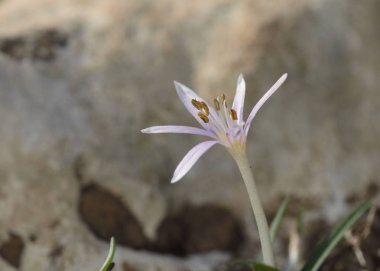 Colchicum pusillum Çiçeği, Girit 