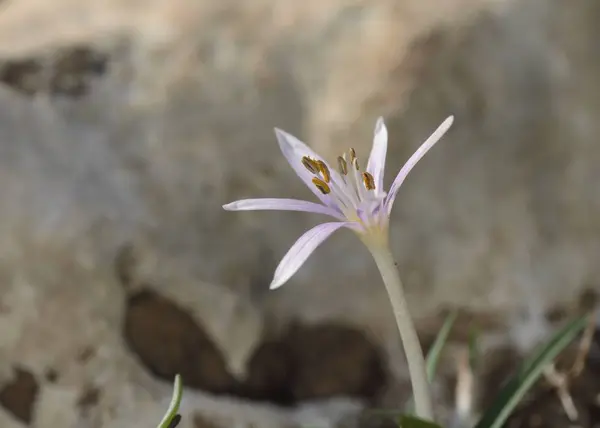 Fiore Colchicum Pusillum Creta — Foto Stock