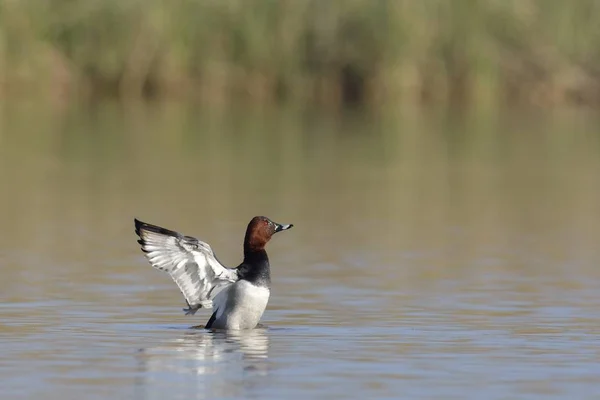 Pochard Comum Aythya Ferina Creta — Fotografia de Stock