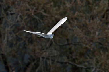 Küçük ak balıkçıl (Egretta garzetta), Yunanistan