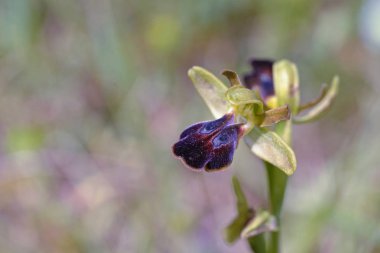Ophrys kedra, Crete, Yunanistan