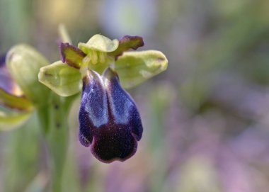 Ophrys kedra, Crete, Yunanistan