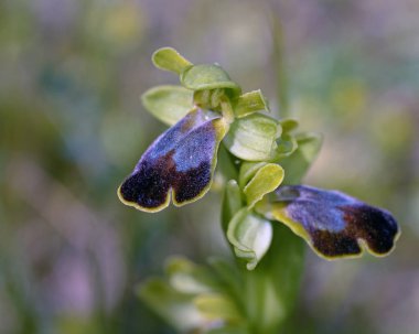 Ophrys phaidra, Crete, Yunanistan