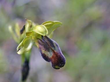 Ophrys kedra, Crete, Yunanistan