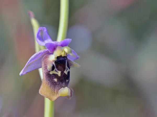 Ophrys Episcopalis Kreta Grekland — Stockfoto