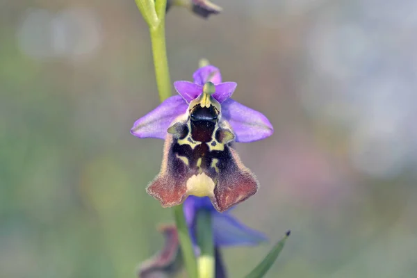 Ophrys Episcopalis Kreta Grekland — Stockfoto