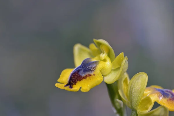 Ophrys Lutea Creta Grecia — Foto de Stock