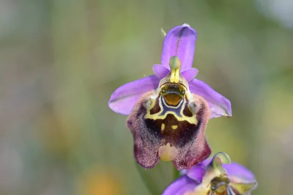 Ophrys Episcopalis Creta Grecia — Foto de Stock