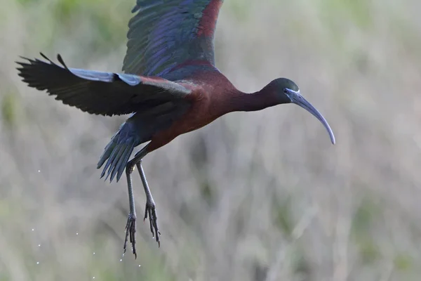 Ibis Brillante Plegadis Falcinellus Creta — Foto de Stock