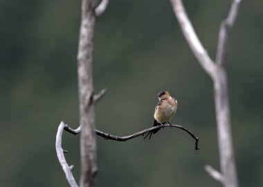 Kırmızı sırtlı Swallow (Hirundo daurica), Yunanistan 